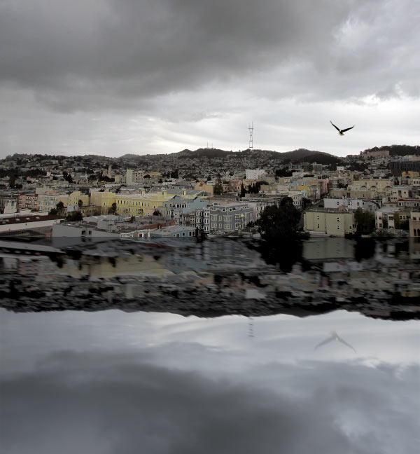 The bird of mourning