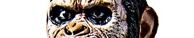 Ape eyes close up