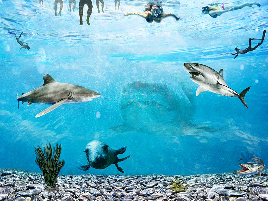 The big ocean bottom