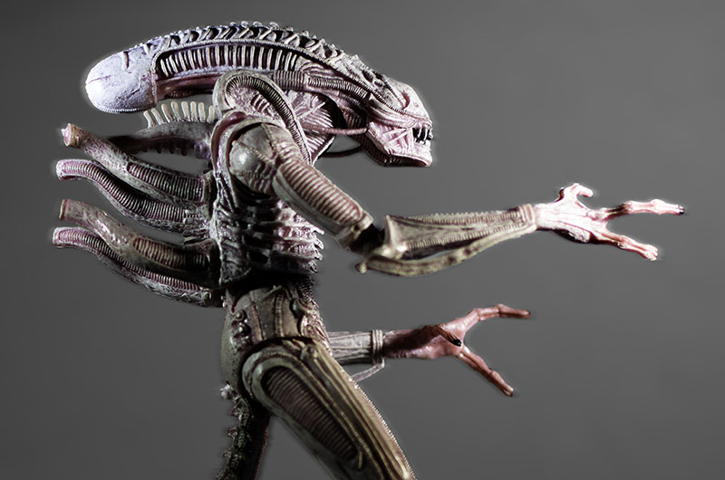 Albino Xenomorph